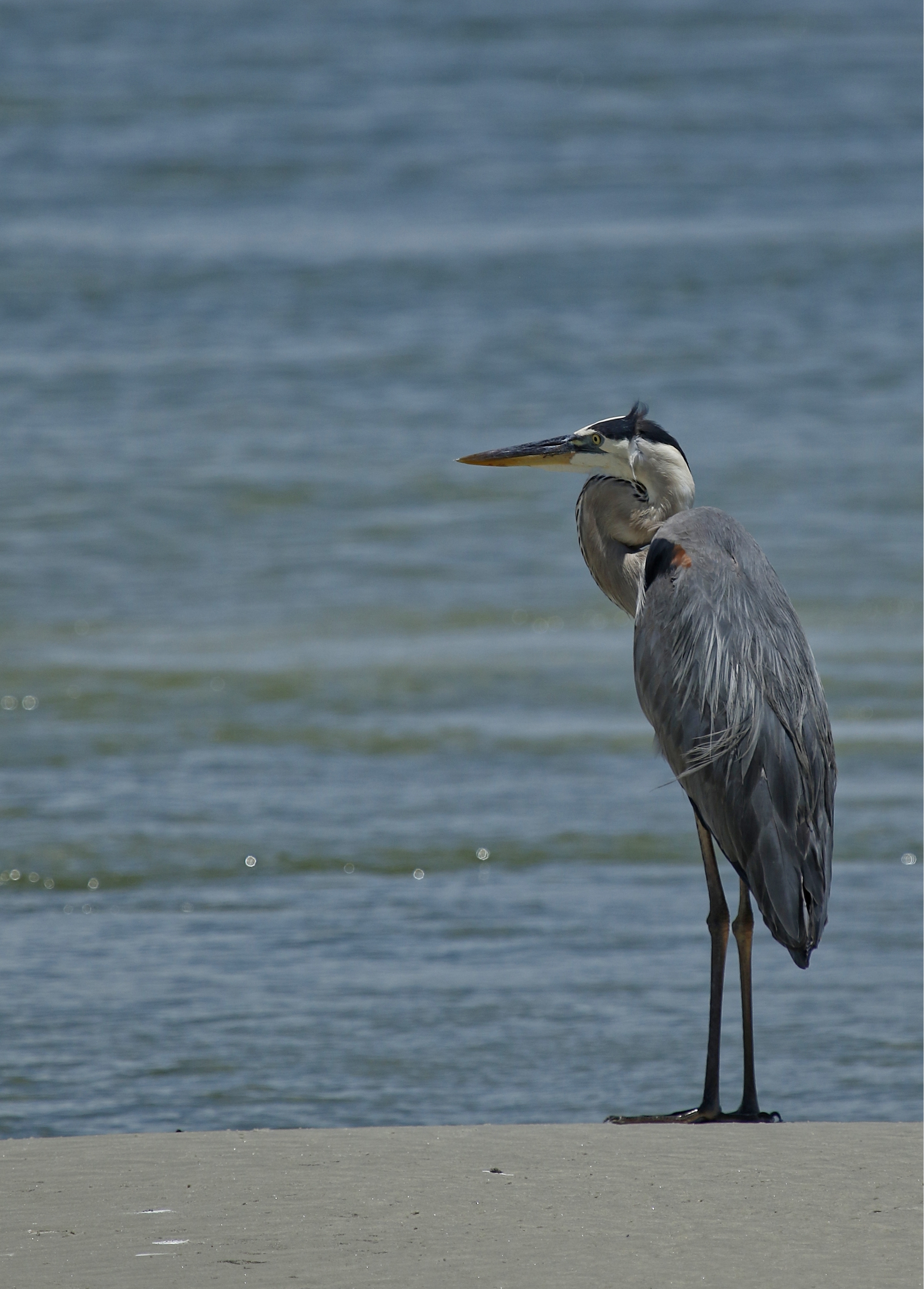 Lonely Blue...this Great Blue Heron seem all alone on the beach..actually there are thousands of other shore birds surrounding him..but this is how I will feel until I am back on the beach..
