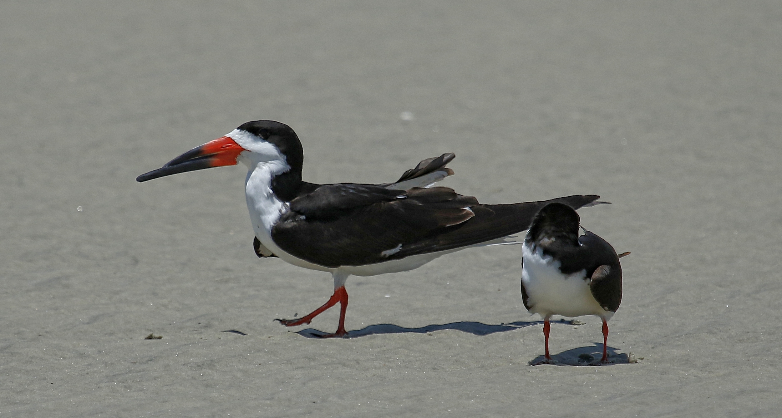Hopefully the Black Skimmers will be nesting soon also..