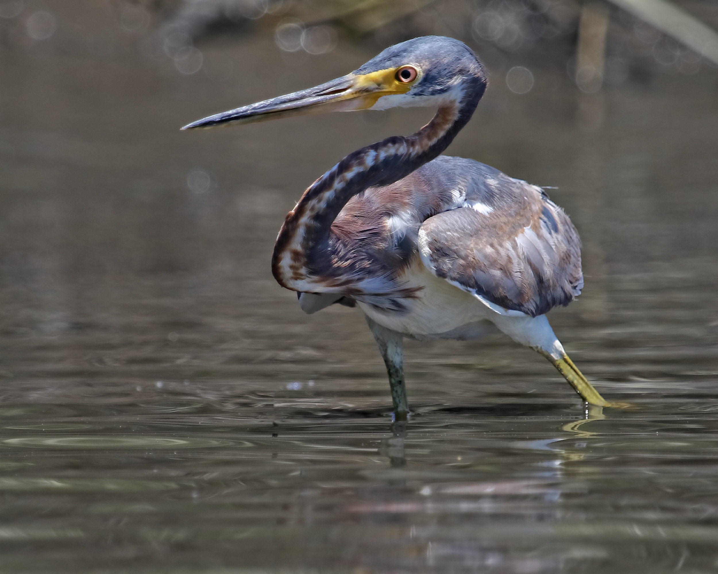 The young Tricolored Heron, the mighty minnow hunter begins his quest...