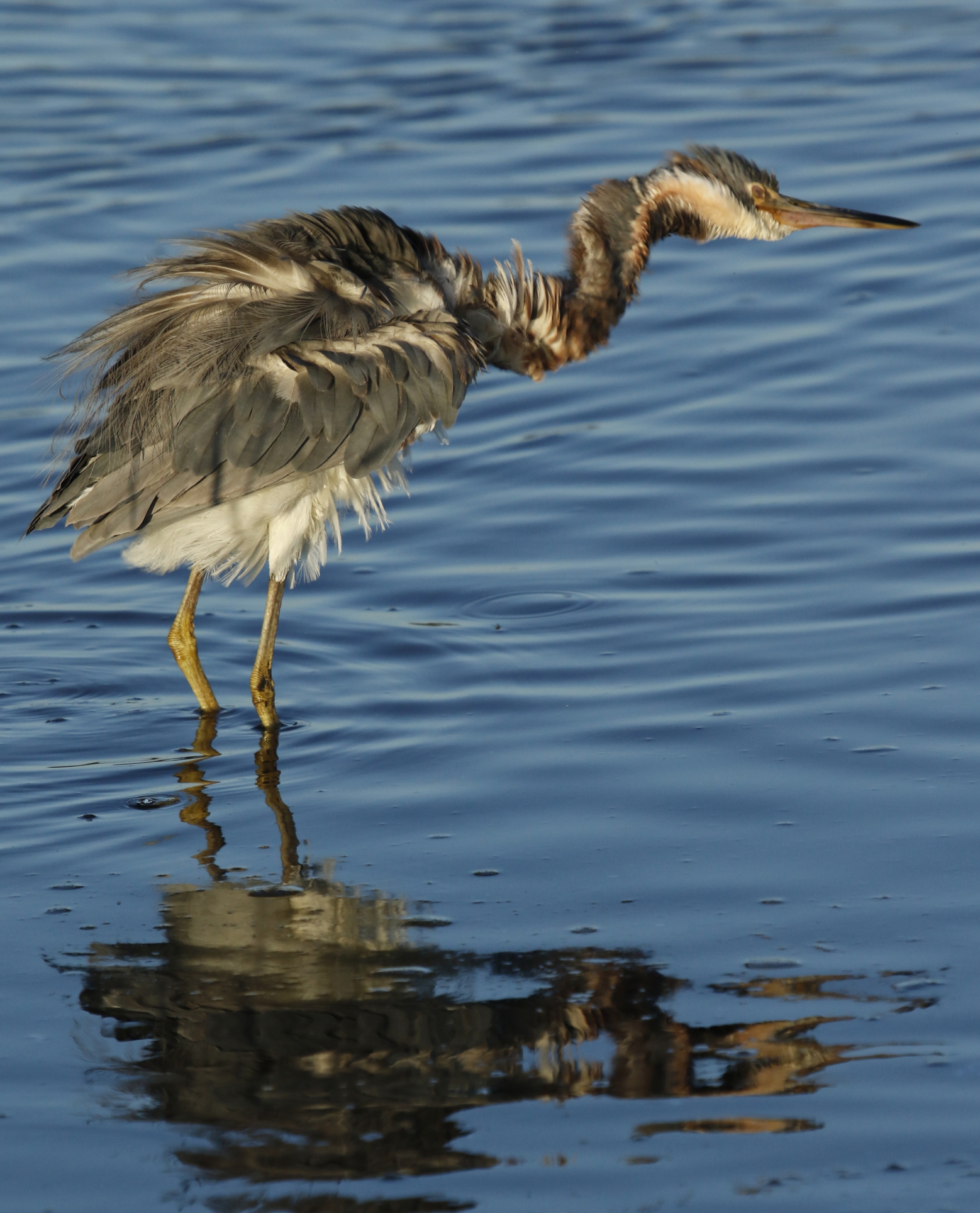 Don't get all "Bent out of shape" like this heron when things don't go as planned..