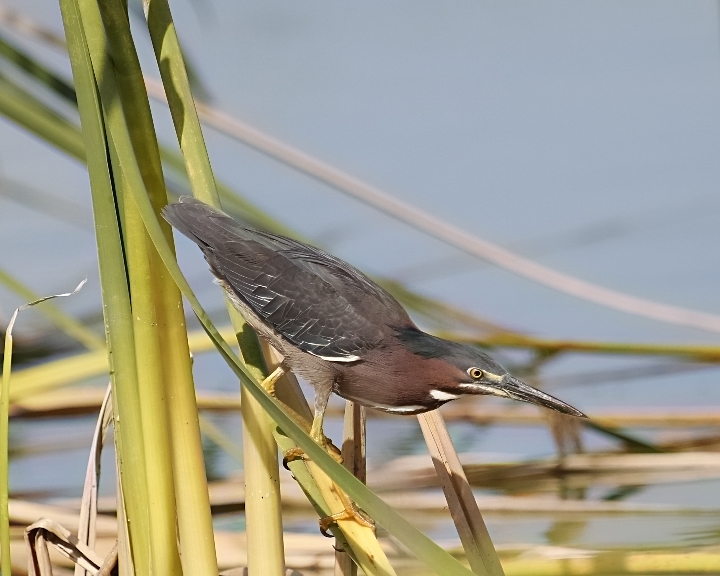 These illusive but keen hunters can be found lurking in the marsh