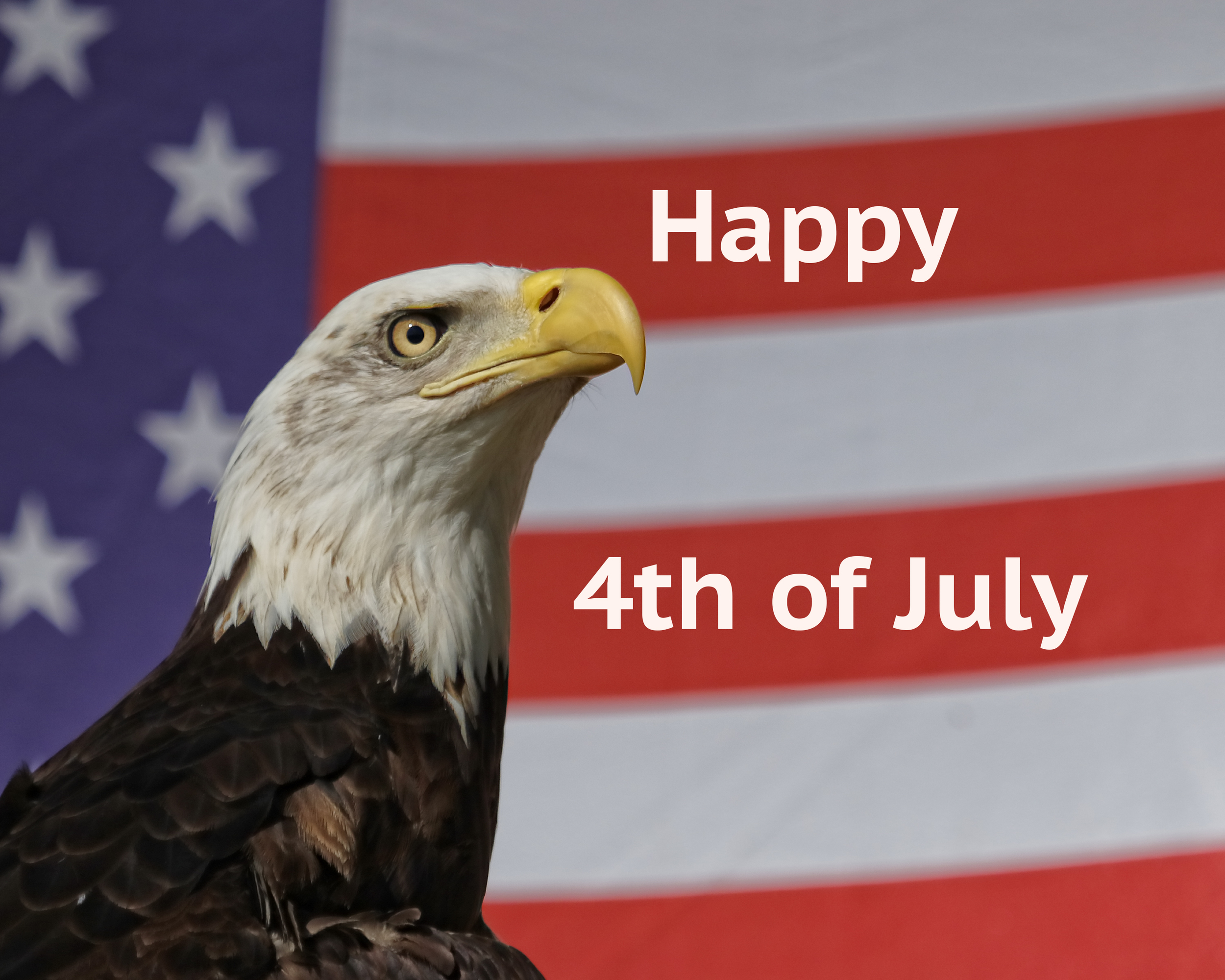 See the look of concern in the Eagle's eye. Has the true Spirit of America died? 