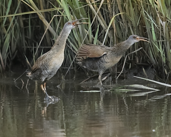 The Clapper Rail said to his friend, “If the Pink Coats march By land or air from the Broward tonight, Hang a lantern aloft in the belfry arch Of the North Jax Baptist tower as a signal light,–One if by land, and two if by air;