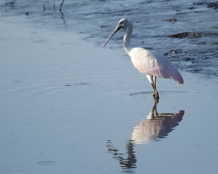 Welcome back to the Broward, the Pink Coat "Spoonies" are here again!