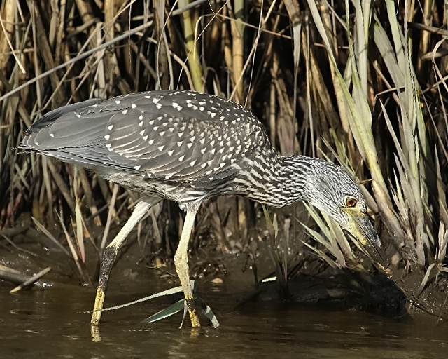 The young night heron begins to search for food in the muddy flats exposed by the ebbing tide.