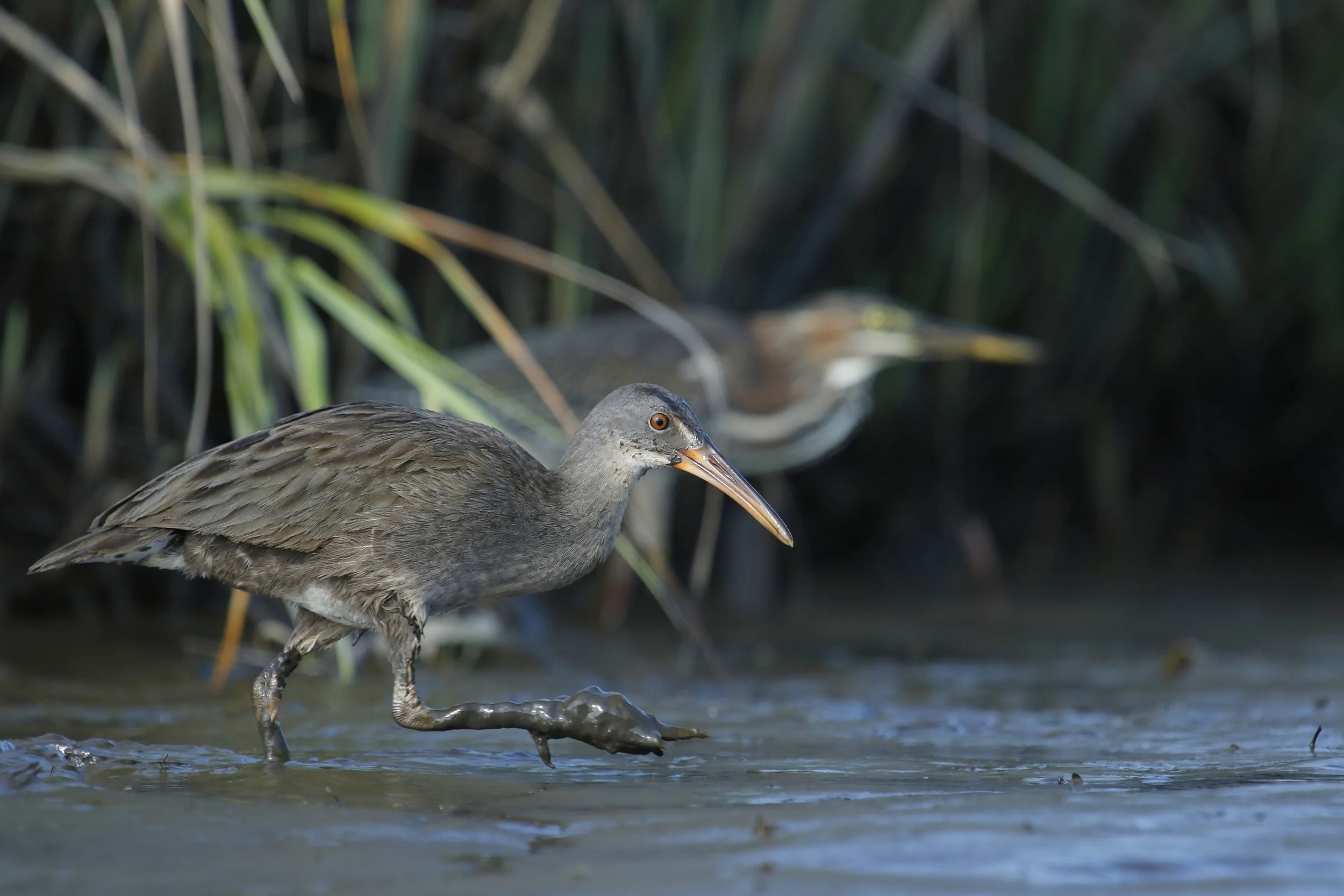 The young Clapper Rails are up early looking for food also...is that a Little Green Heron I see too?