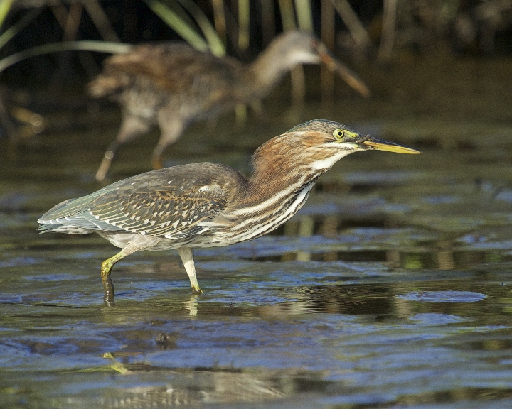I spot two Little Green Herons up early searching for food..one spots me and flies to the other side of the channel while the other searches the mud..What is that the little heron is eating I wonder..
