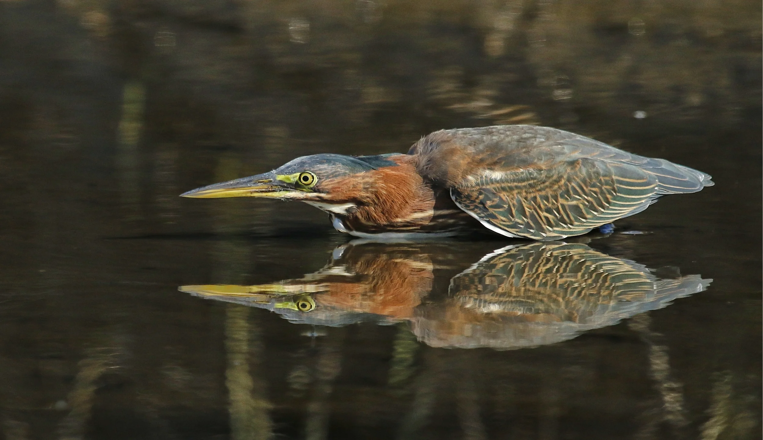 One Little Green Heron searches for minnows as the sun reflects on the muddy Broward