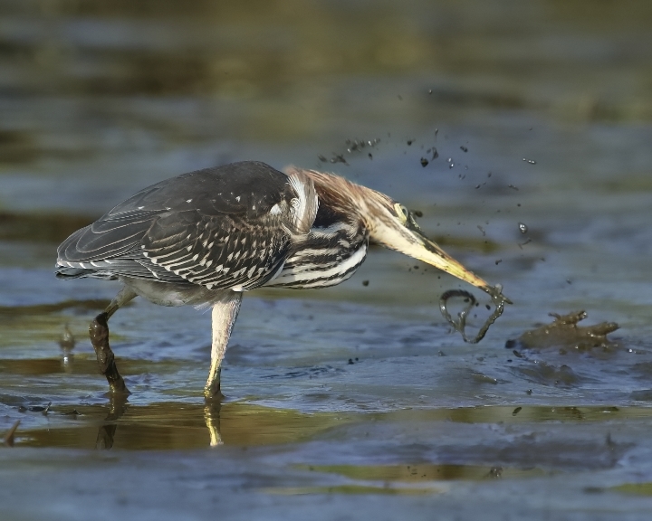 Just shake the mud off a little like this...then they are ready to eat..