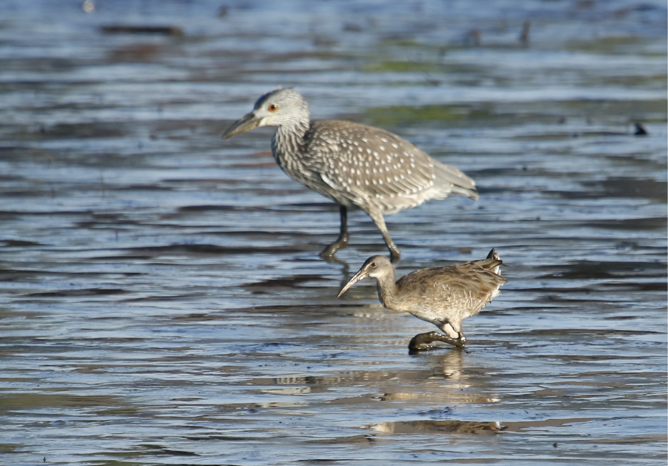 It is another Muddy Monday morning on the Broward as these young birds hunt for food seemingly unaware of the dangers above.