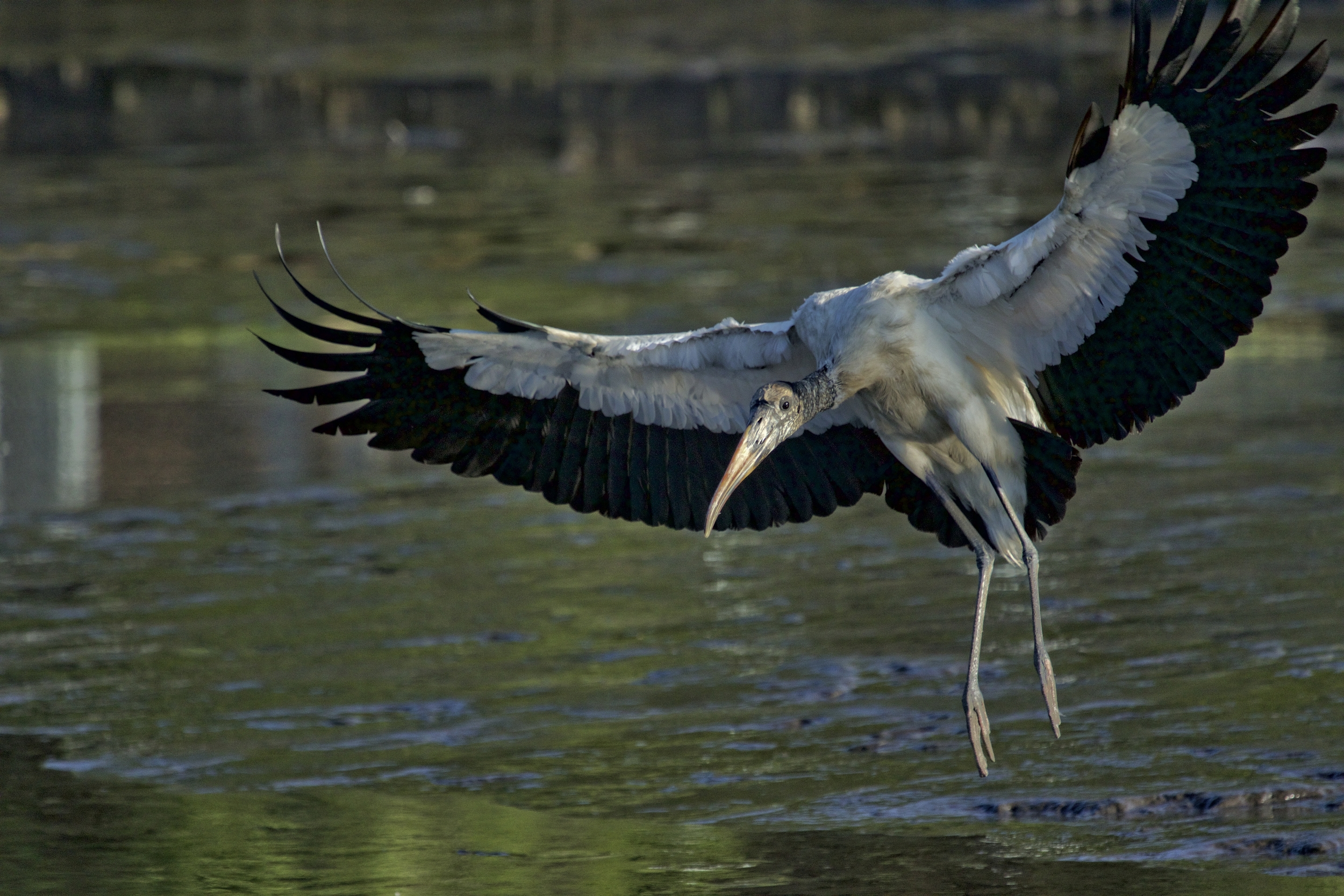 A not so young looking Wood Stork also lands in front of me in the muck..