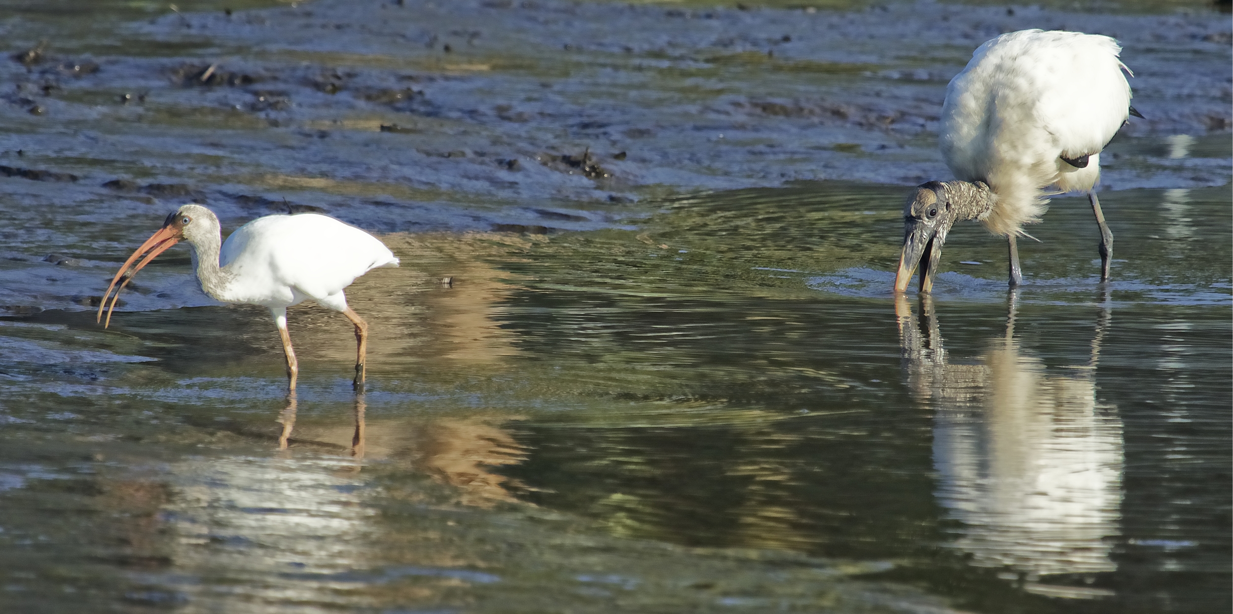 The Odd Couple begin to fish together..just like Felix and Oscar..