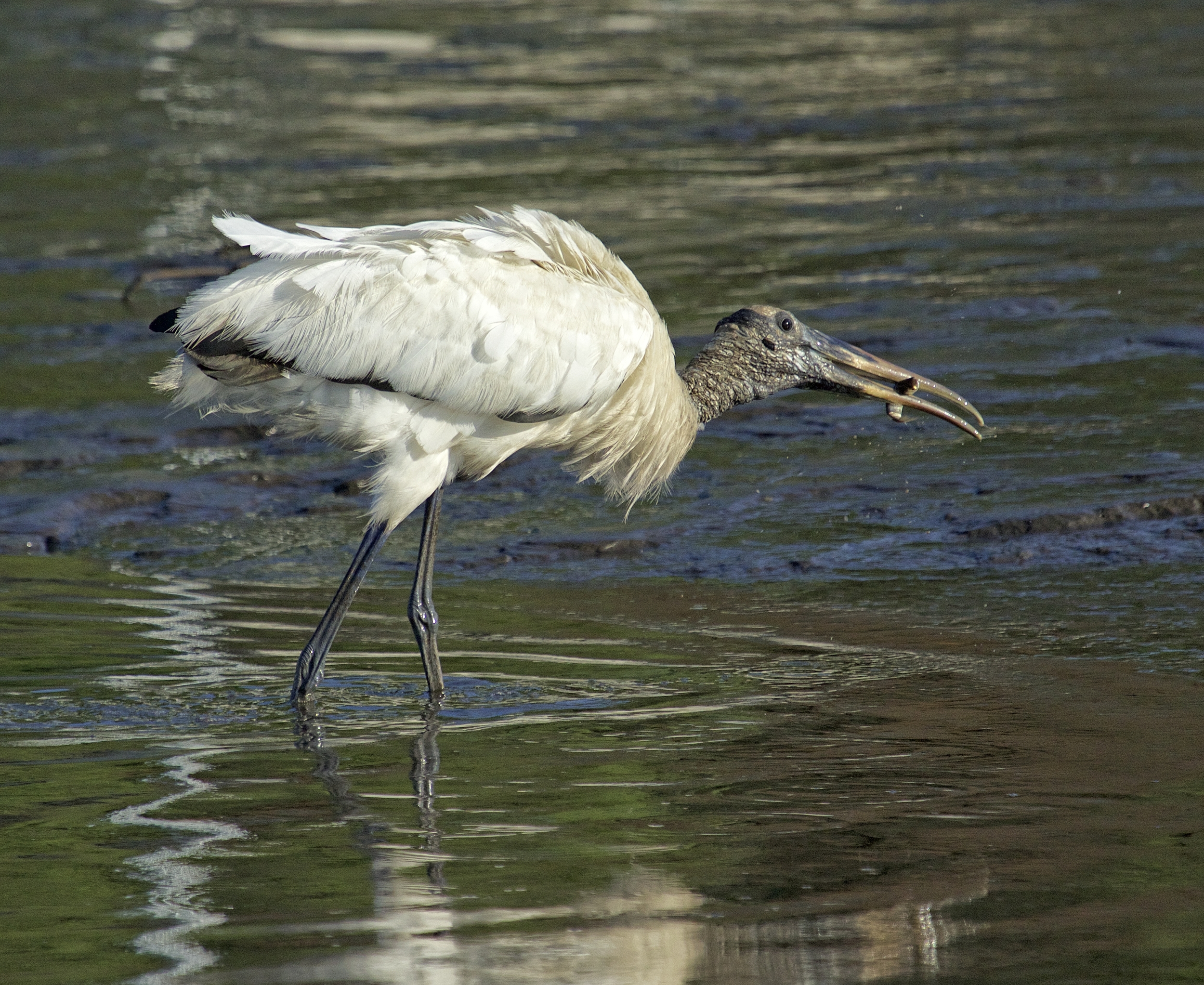 Felix the Wood Stork grabs a fish scared up by Oscar the Ibis..