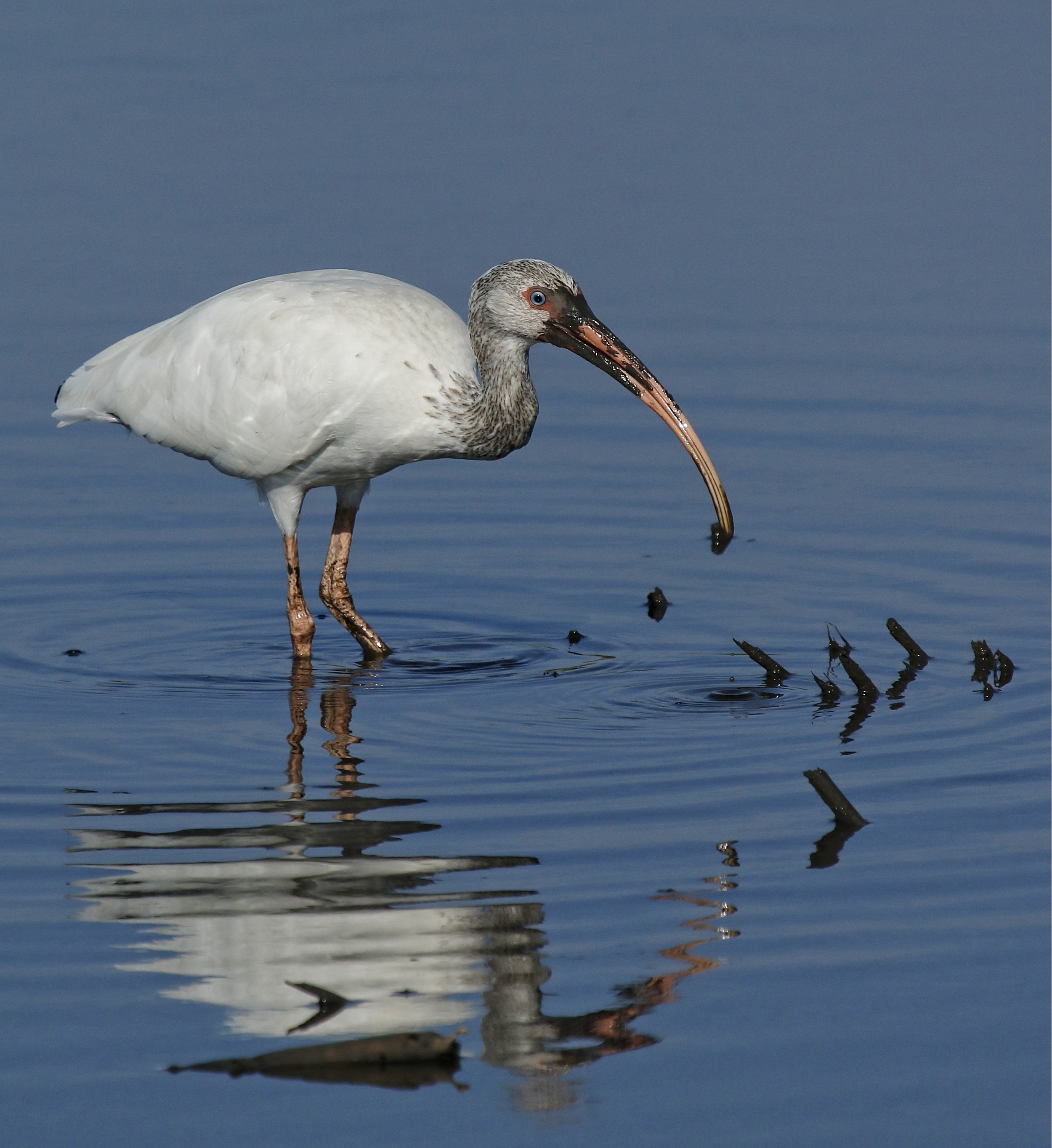 Oscar the Ibis begins to probe deep for crabs..