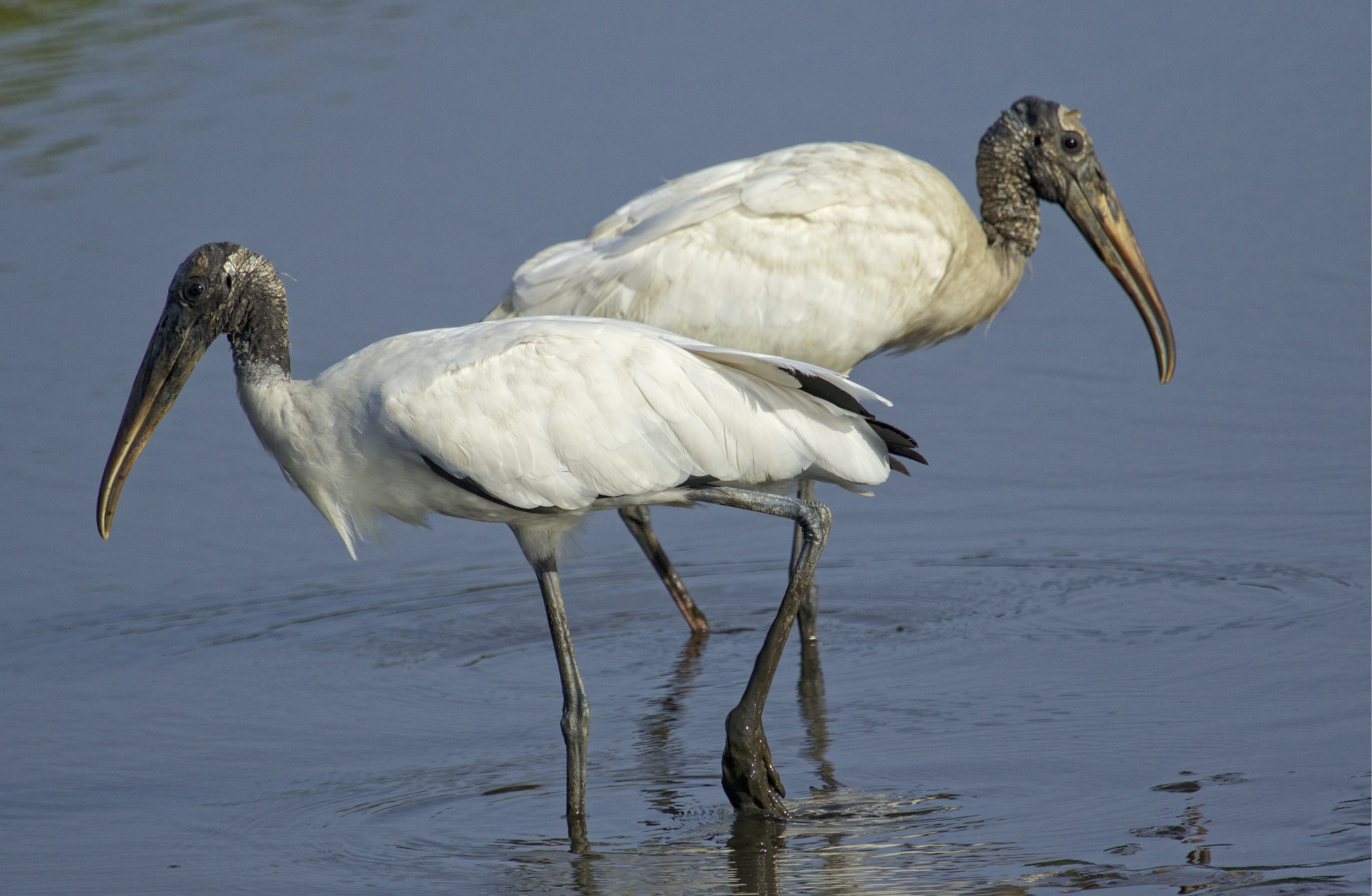 Felix returns that evening with another Wood Stork..they might not look pretty to some, this odd couple..