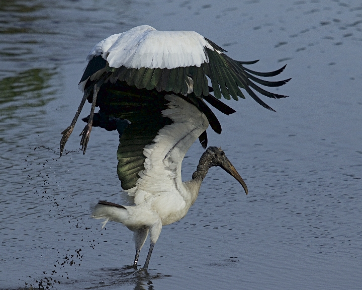 Felix is just falling wing over beak after one of its own kind..