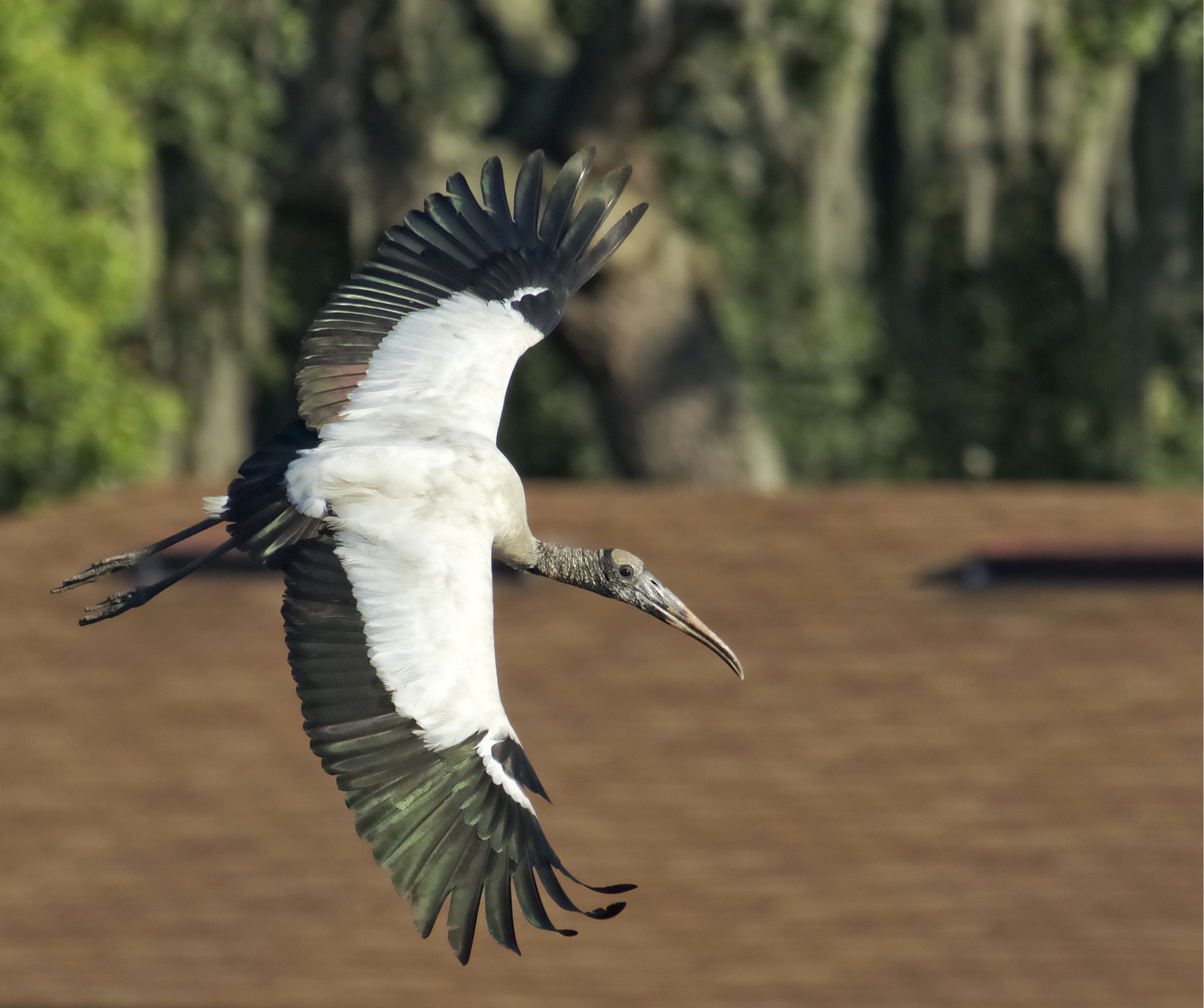 And you should see him fly...soaring mighty and high..a beauty to behold...