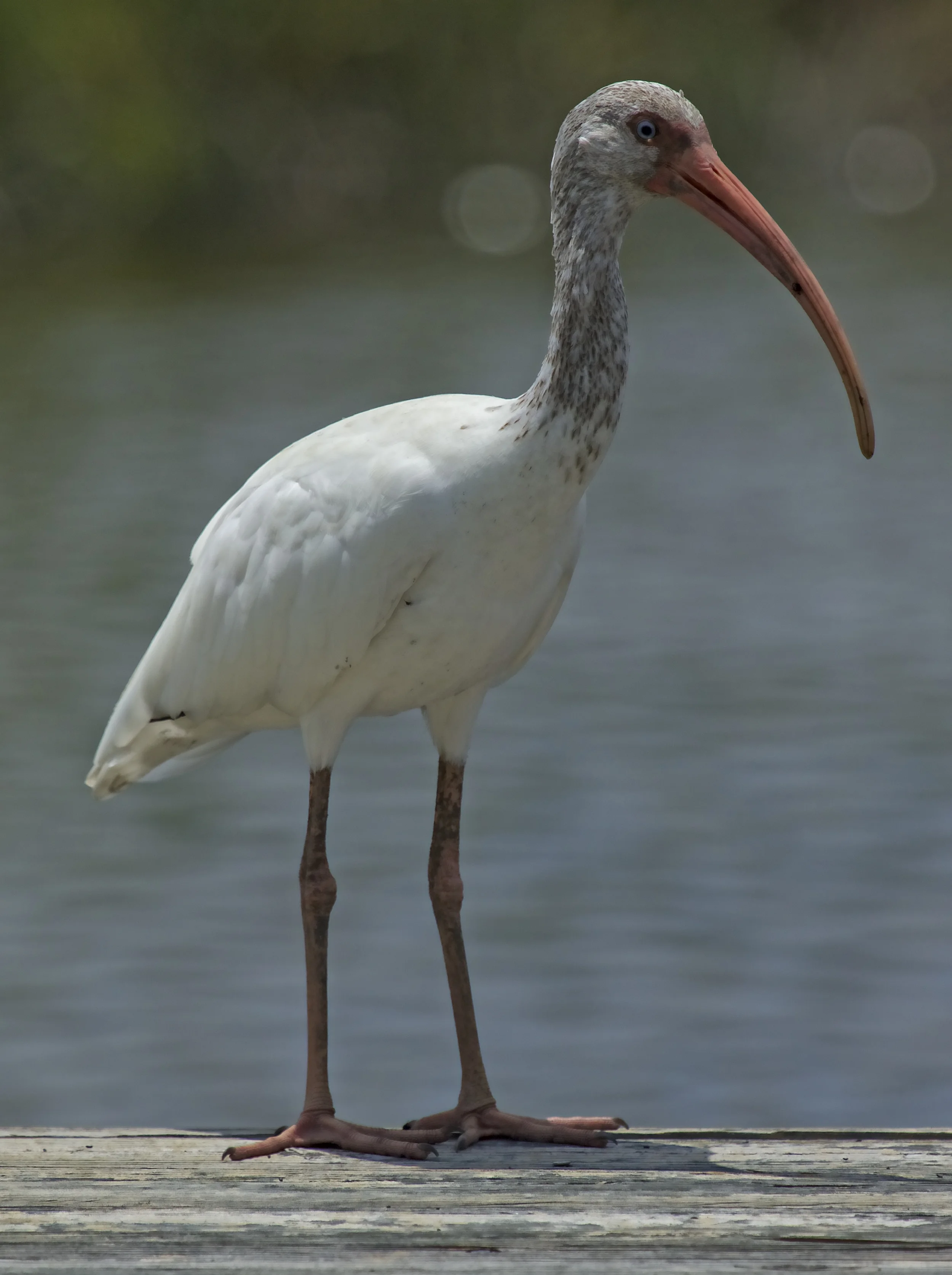 "What's in a name? That which we call a nose By any other name could smell as sweet.".....Oscar the Ibis 