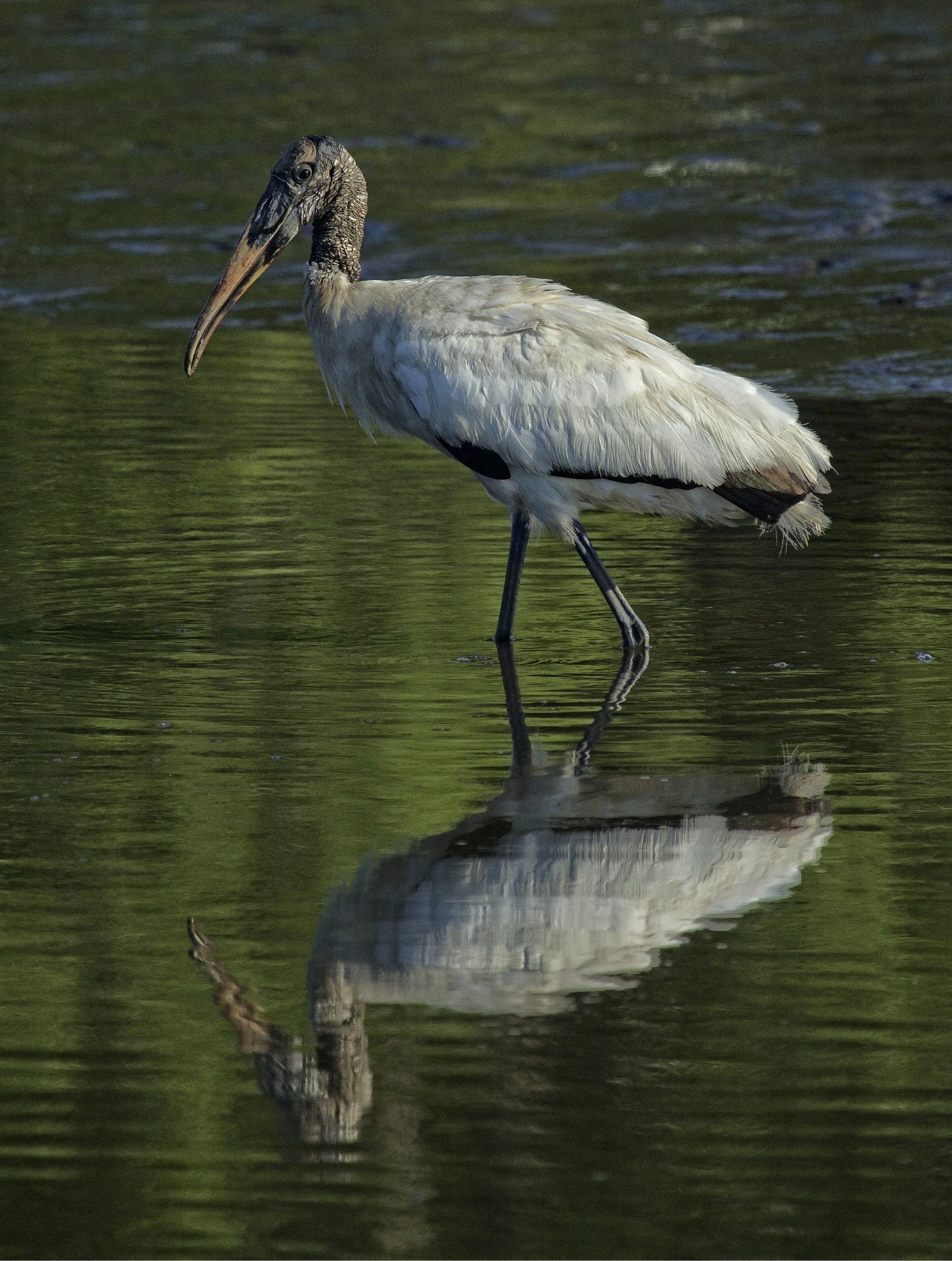 Felix the Wood Stork reflects on this odd friend of his..