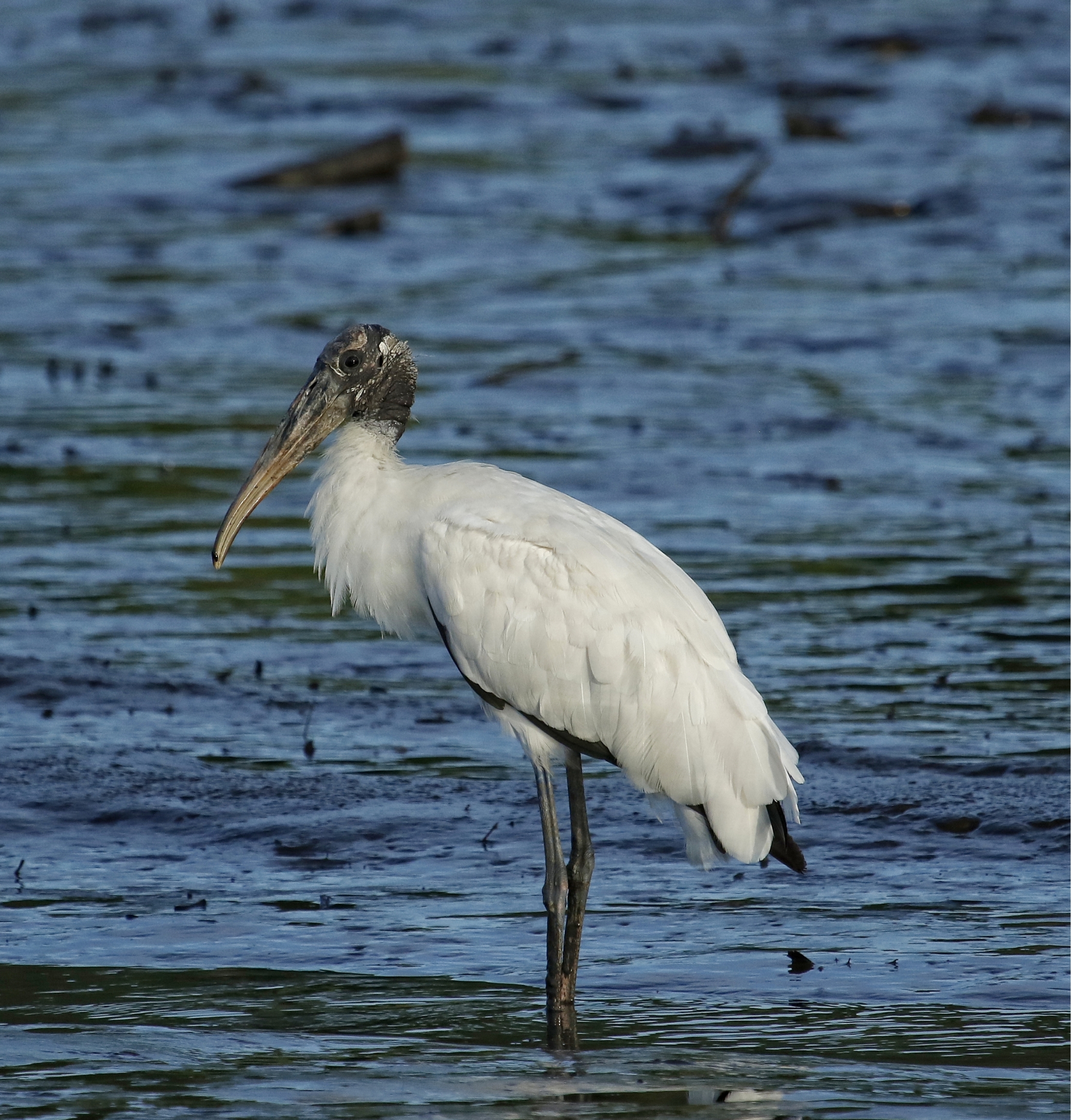 Profile, Felix W. Stork the Wood Stork..