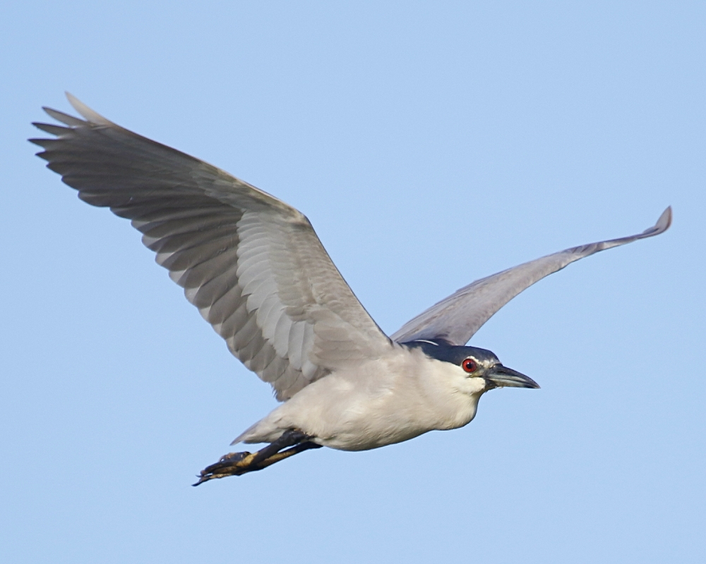 Several Black Crowned Night Herons fly by in the morning light..