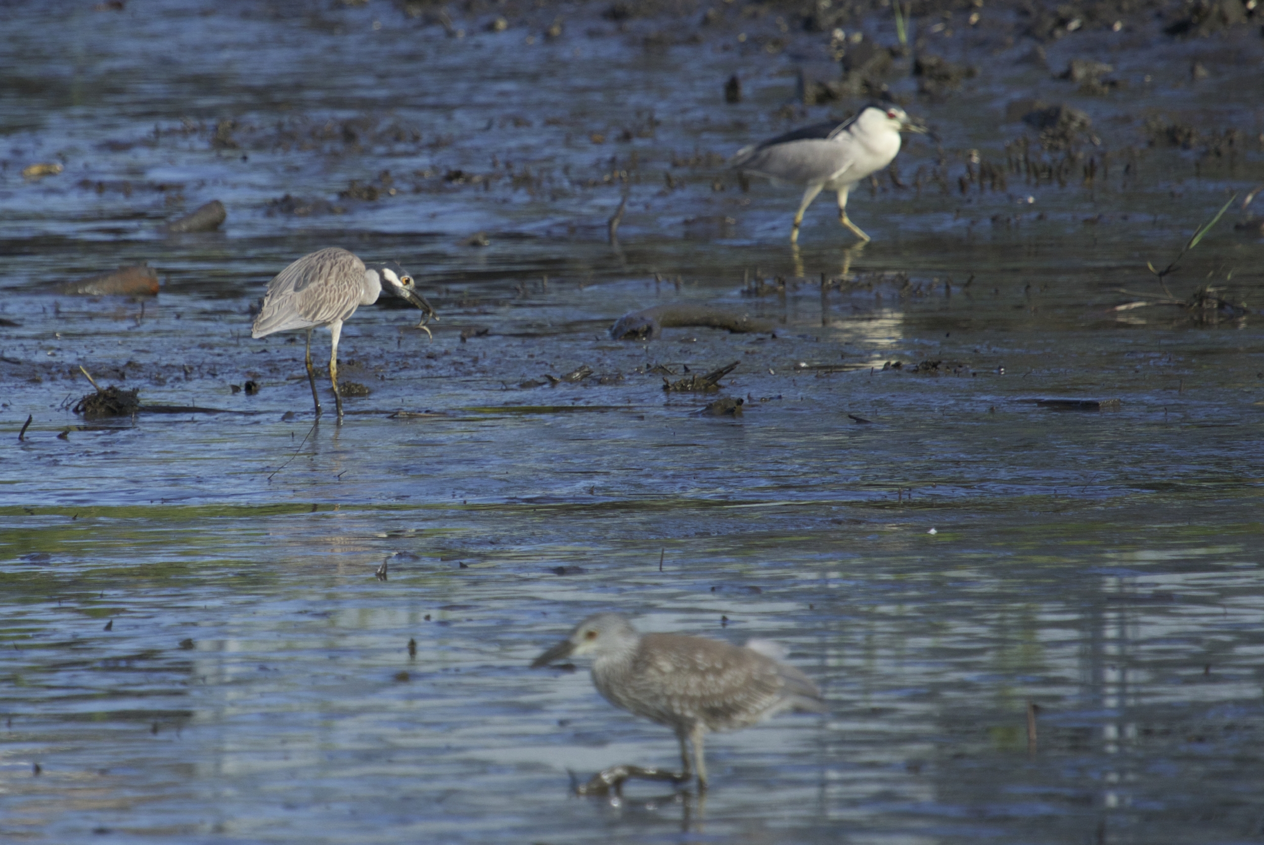 The Black and Yellow Crowned Night Herons are looking for mud eels and other morsels..