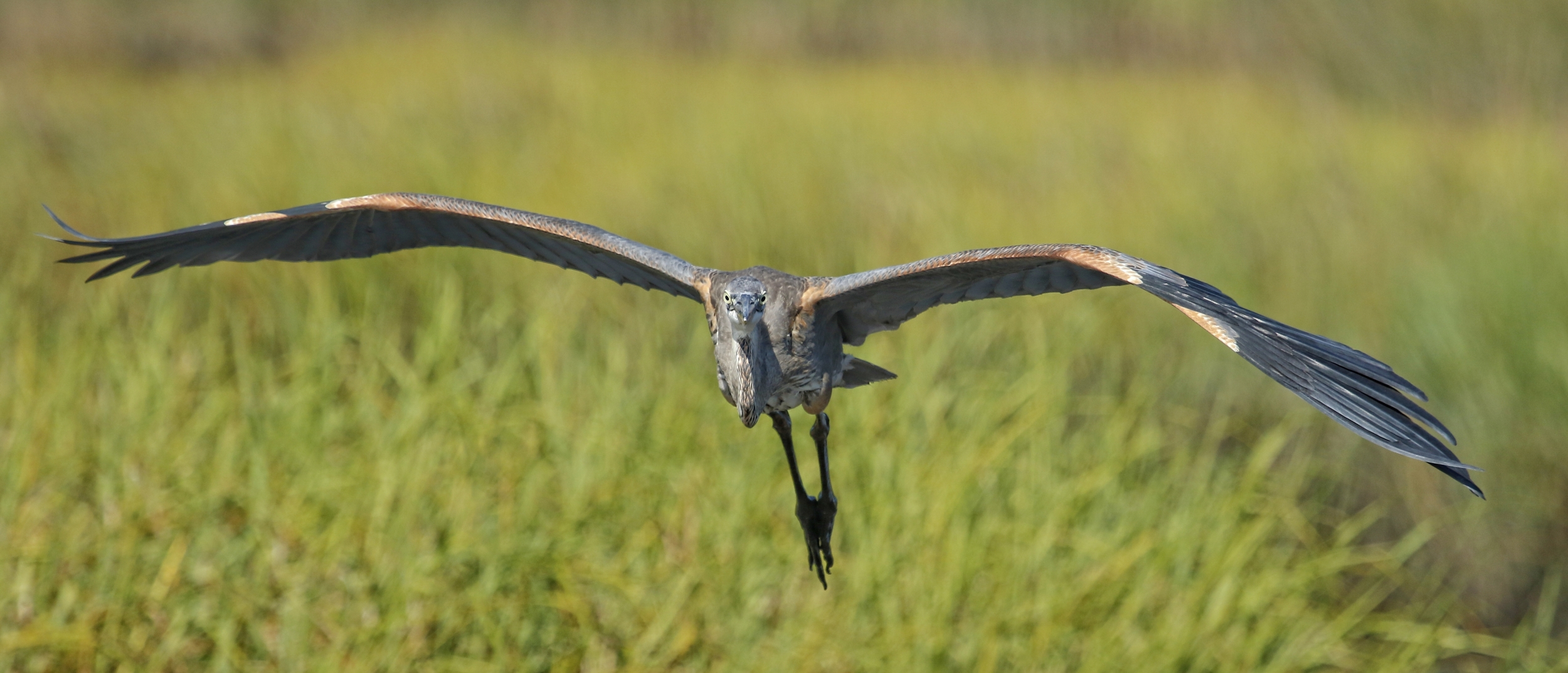 A young Great Blue Heron approaches the dock unaware I am sitting there..