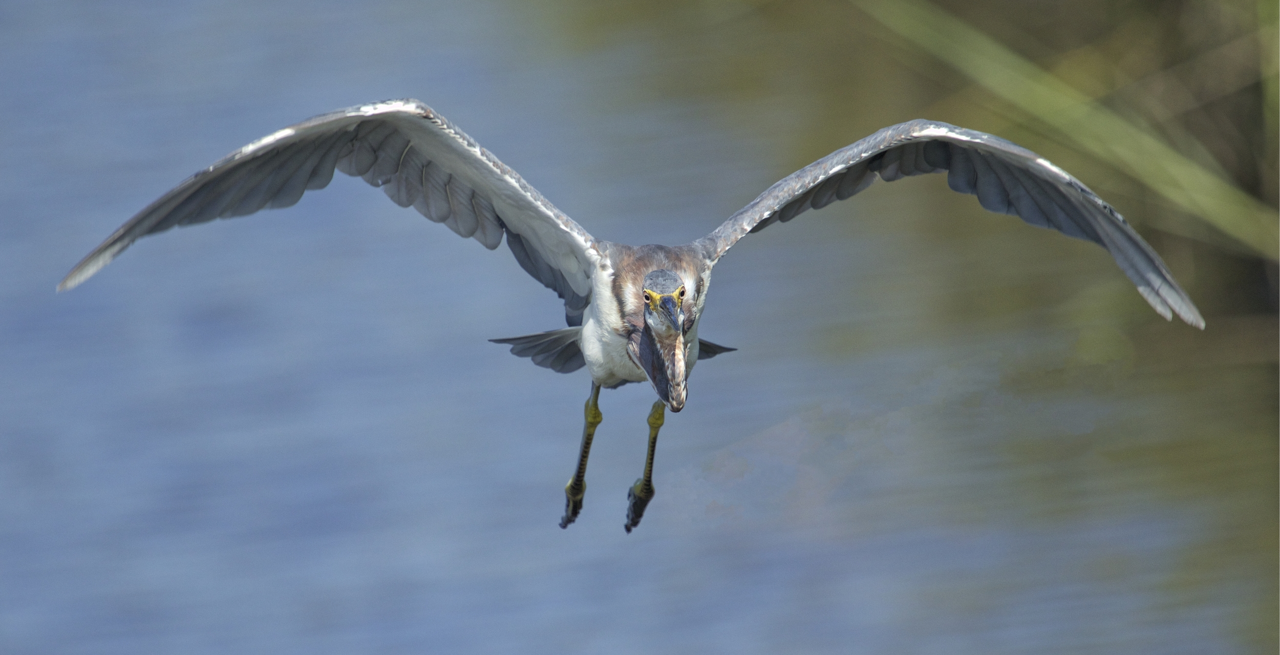 A Tricolored Heron then almost lands on me too..