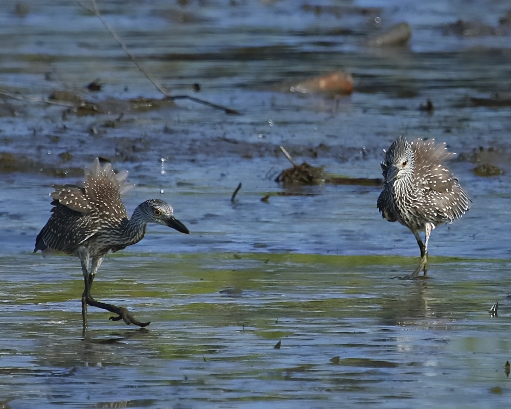 The two Juvenile Yellow Crowned Night Herons get their feathers up over who is King of the marsh..