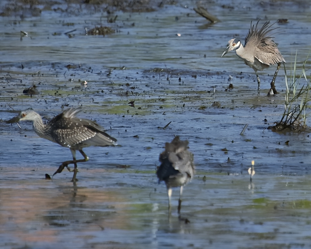George, the adult Yellow Crowned Night Heron had had enough of these young ones rude manners...