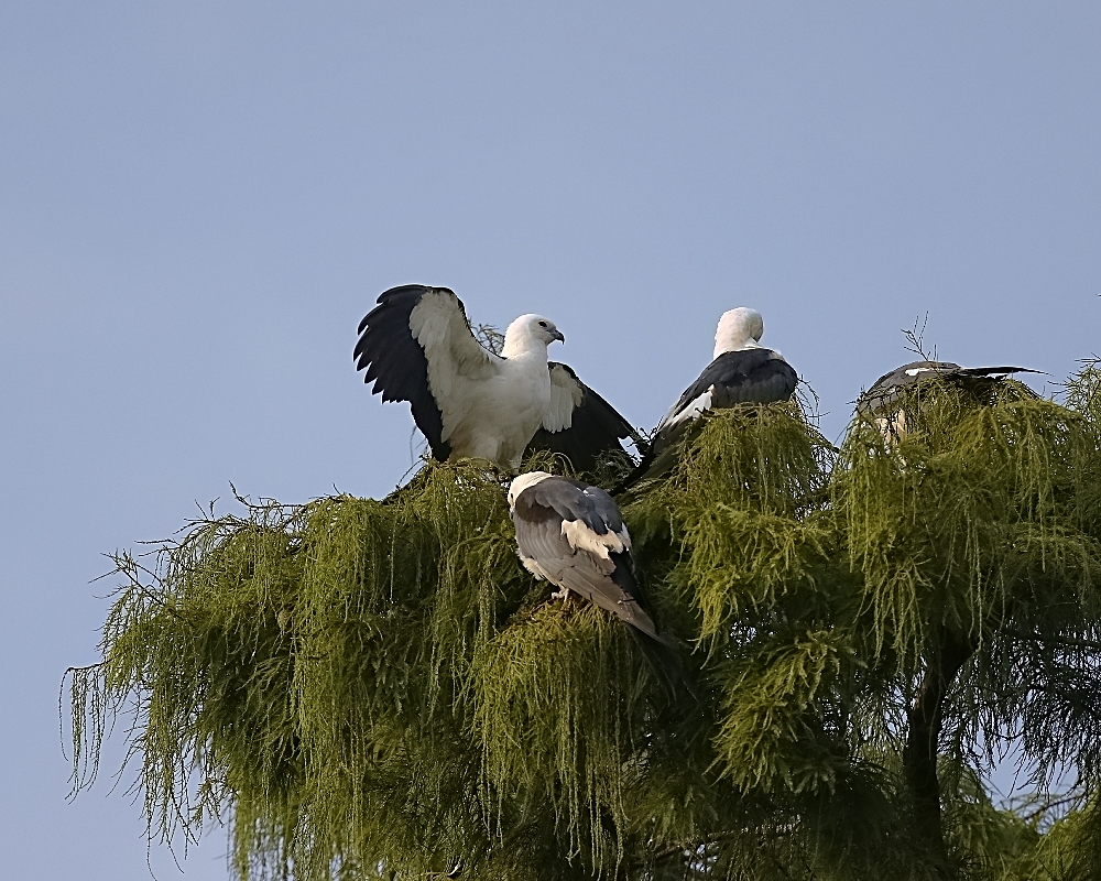 One by one the Swallow-tailed Kites awaken and stretch their wings as the sun begins to warm the air..
