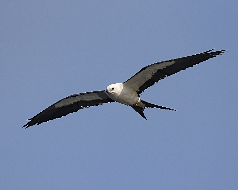 Time to rise and soar...lets get up and go