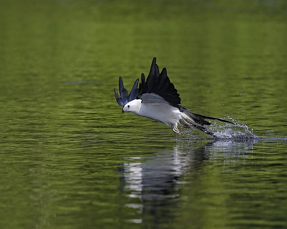 Now a little tail feather washing...or bird butt bath as some call it...