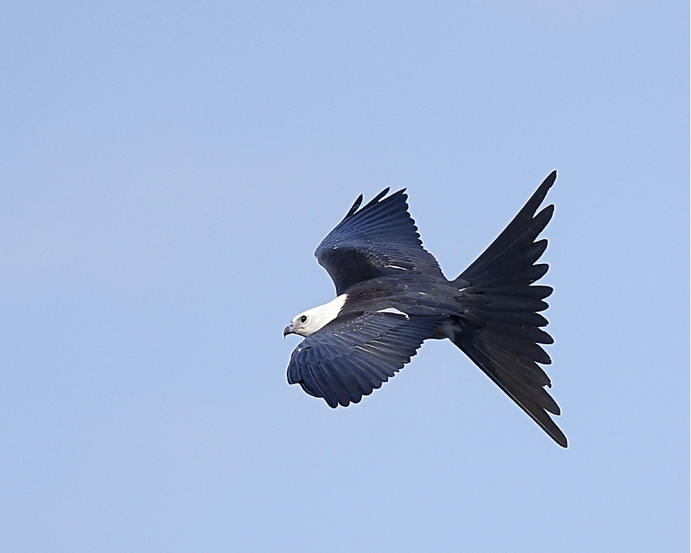 R udder check...flaps check...all flight systems go..a juvenile gets read to fly and forage..