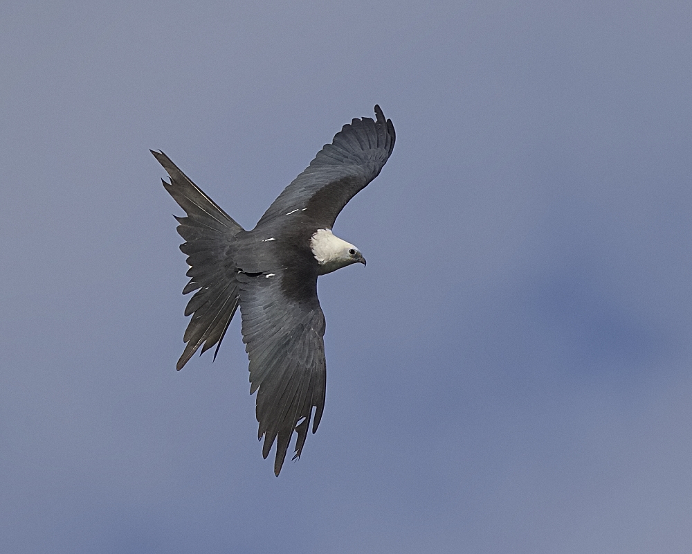 Let's go fly a kite...Swallow-tailed that is...