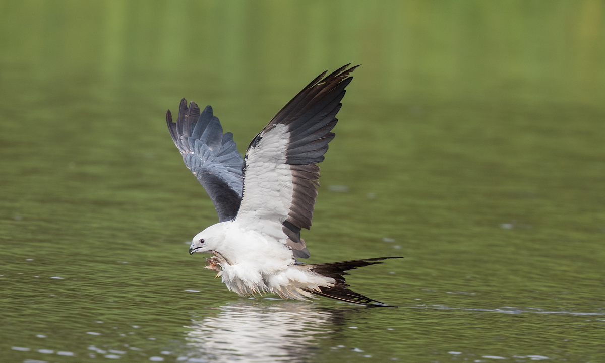 Swallow-tailed Kite "butt bath"....