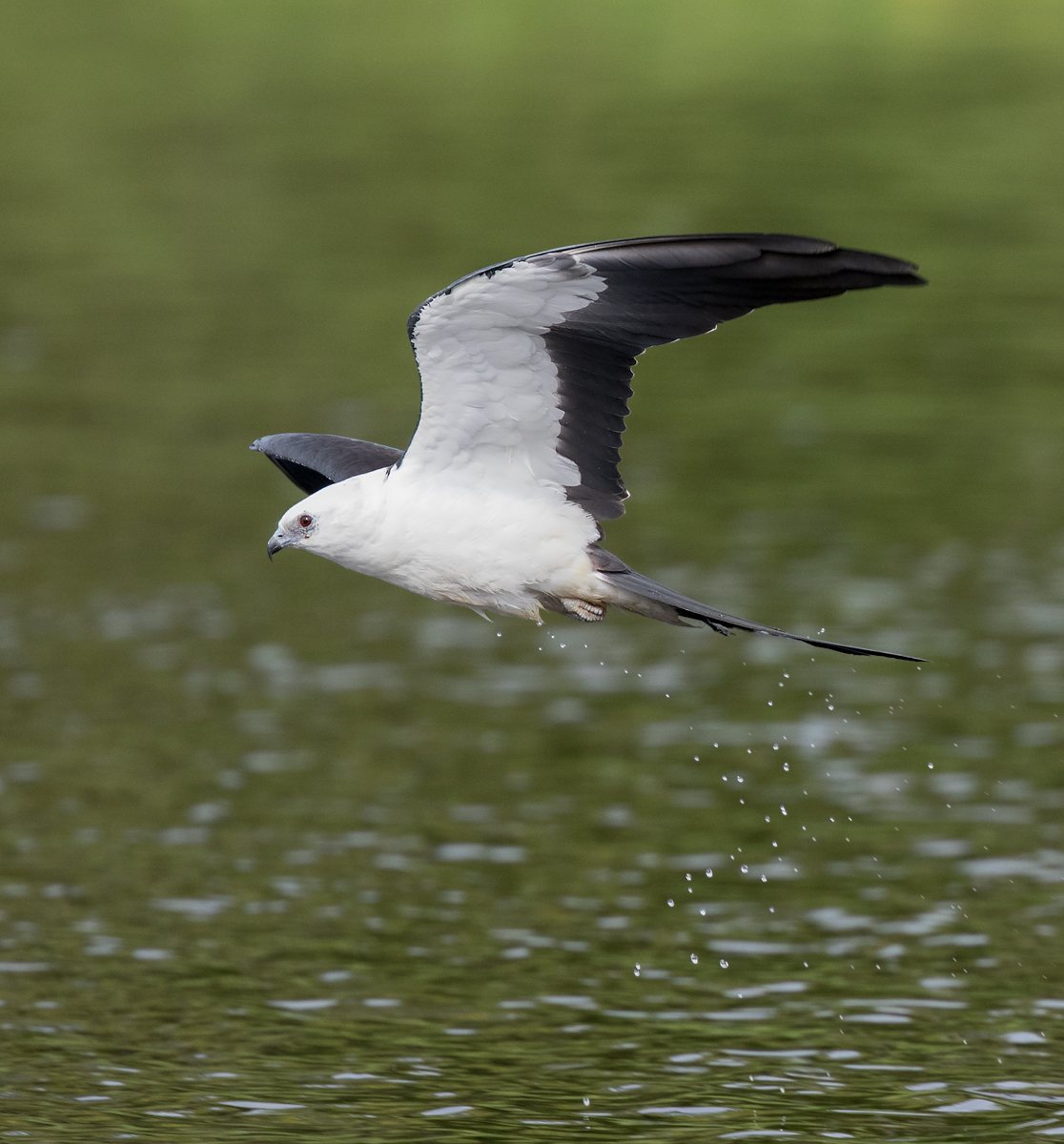 Hard to distinguish at first but some of these birds do have dark red eyes..