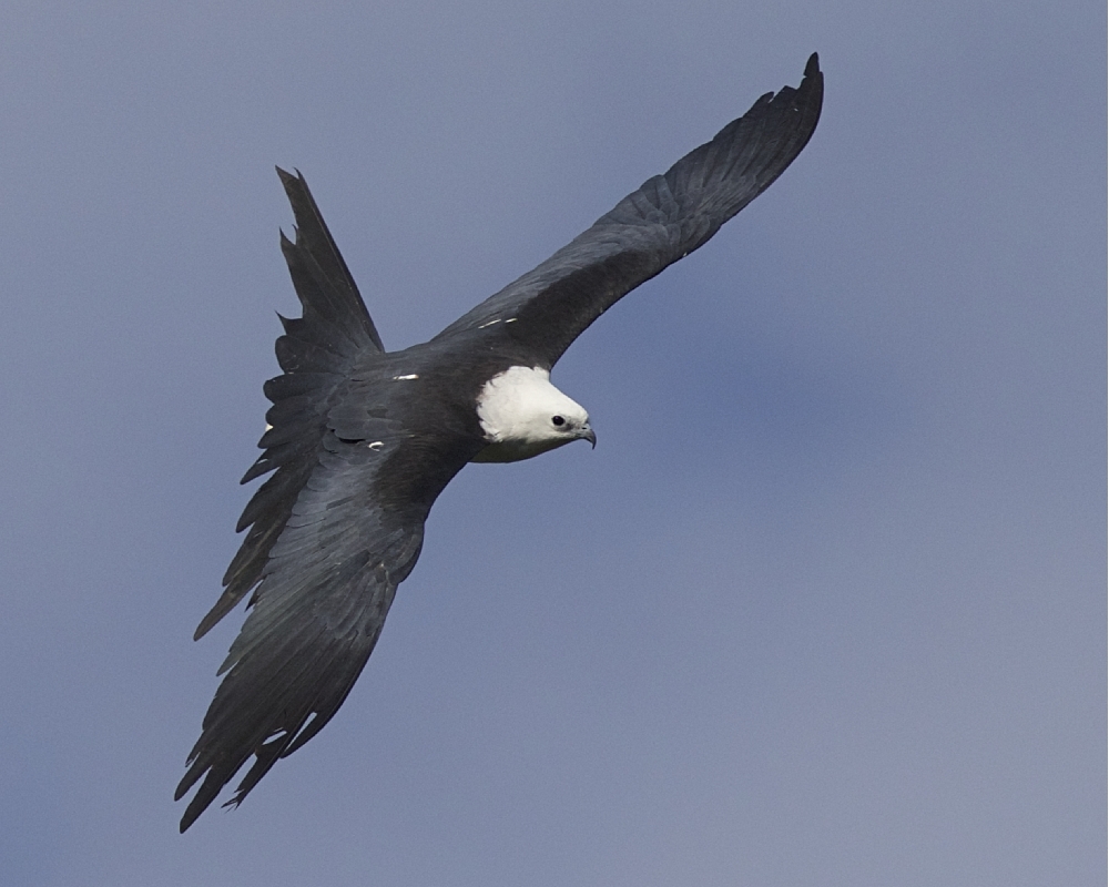 Topshot of a Juvenile returning...note the lack of the longer scissor like tail of an adult . 