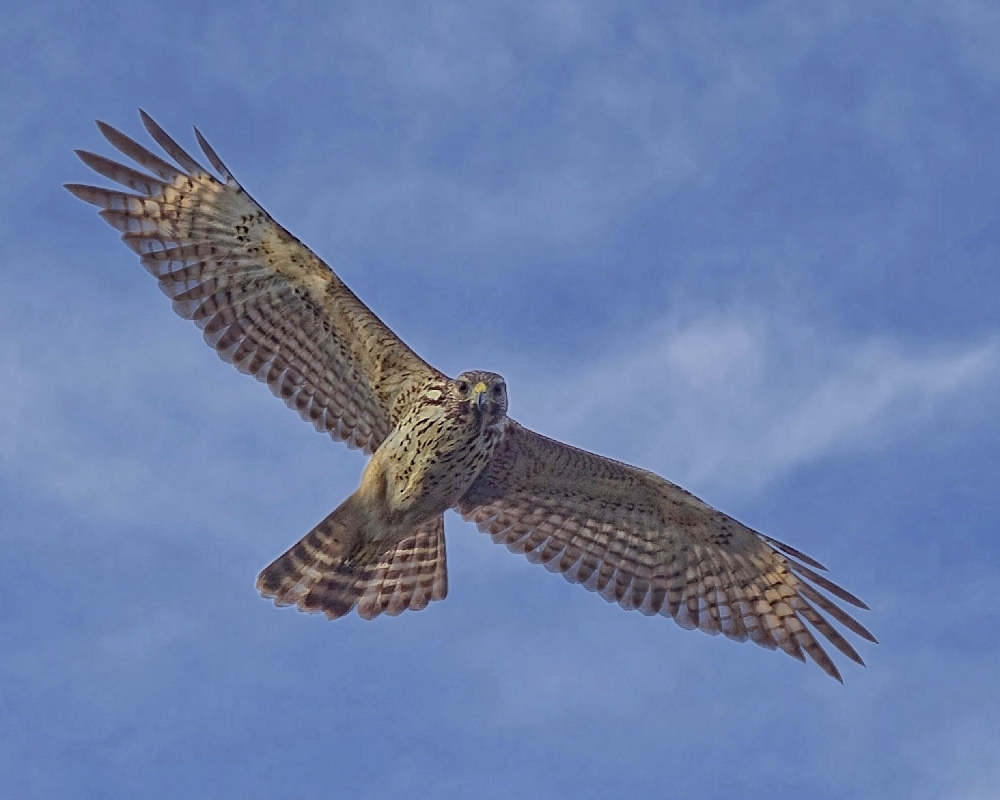 A juvenile Red Shouldered Hawk checks out the camouflaged boat...nice job Ron!