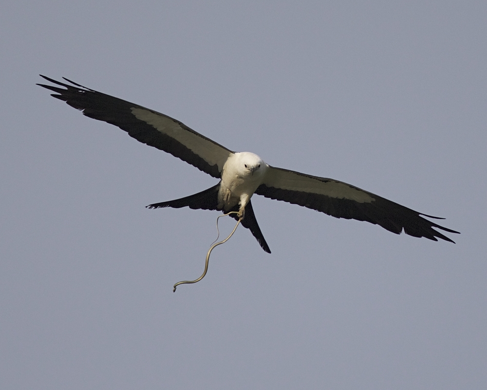Who wants snake for dinner? An unfortunate Florida Rough Green Snake snatched from the tree tops..