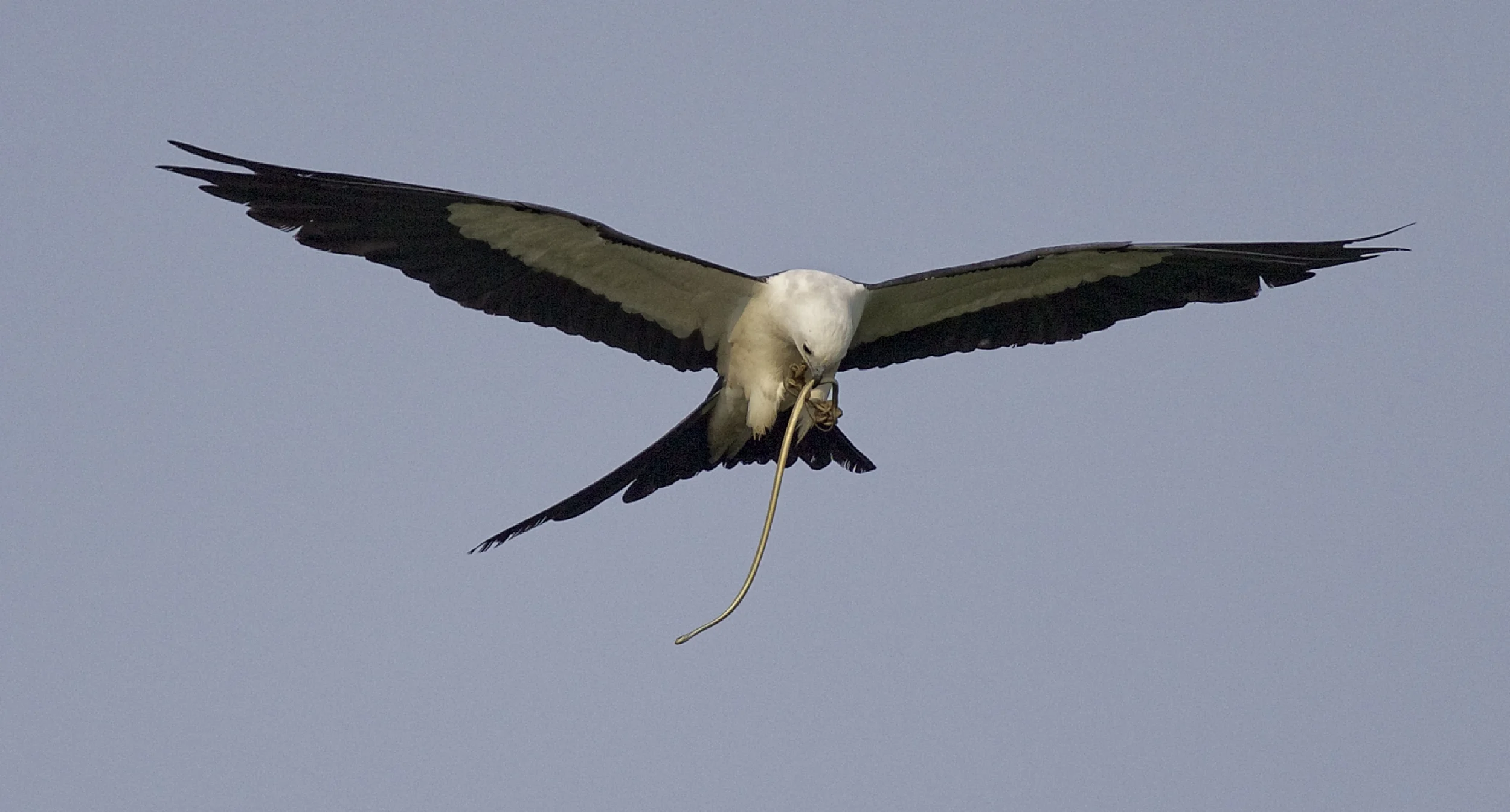 Snack time in flight..the Kites often eat their catch on the fly..