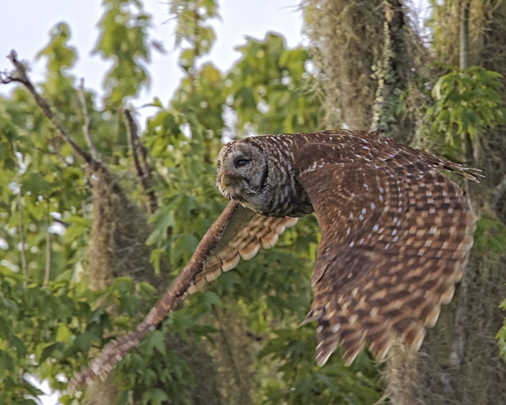 Outta here! The Barred Owls figure us out to be a ruse..