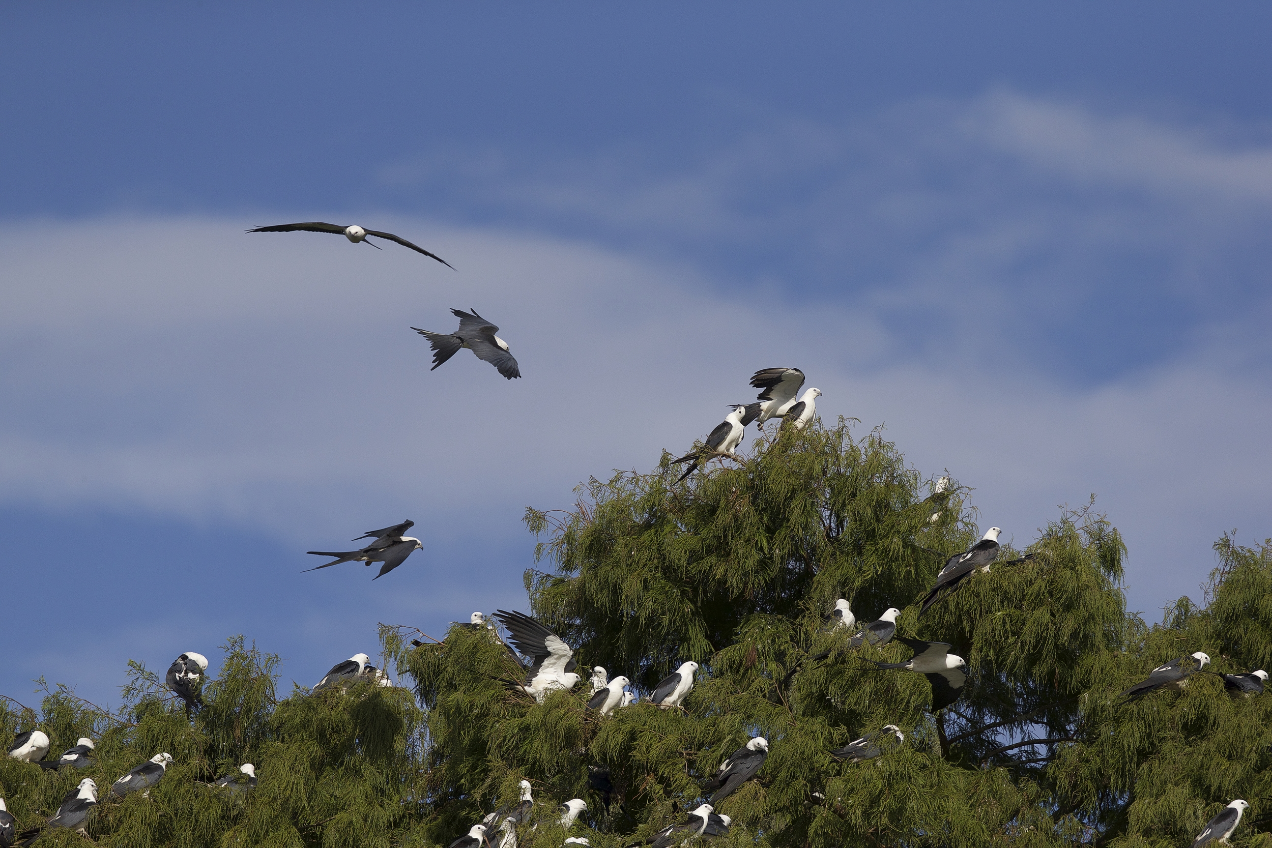 Swallow-tailed Kites returning to roost in the Cypress tops for the night..
