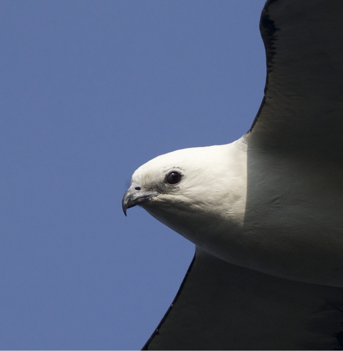I see that Zugunruhe in your eyes..until the next migration...