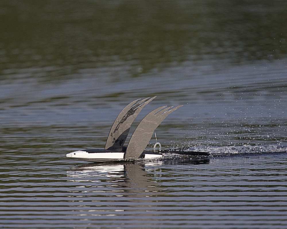 Our radio-controlled boat "Swallow-tailed Kite Skimmer" used to make ripples..a malfunction leaves it dead in the water..and gator bait..