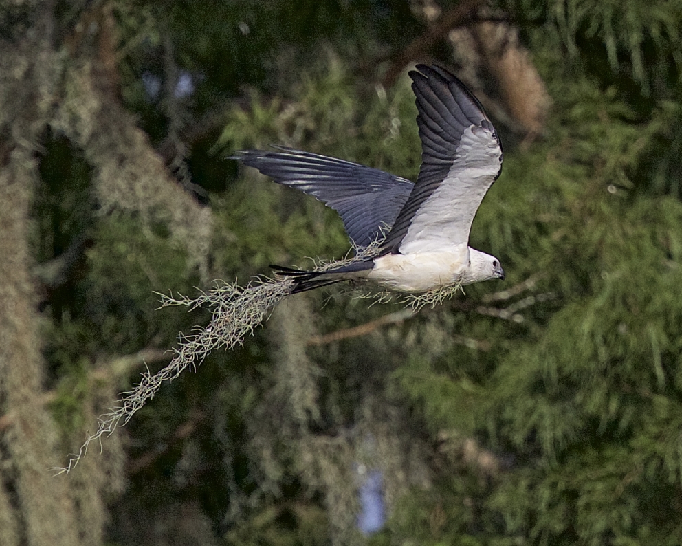 A Swallow-tailed Kite wearing tree moss camouflage wings by...where did it get that idea I wonder?