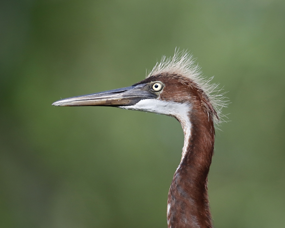 You got something to say about my hair feather dude?