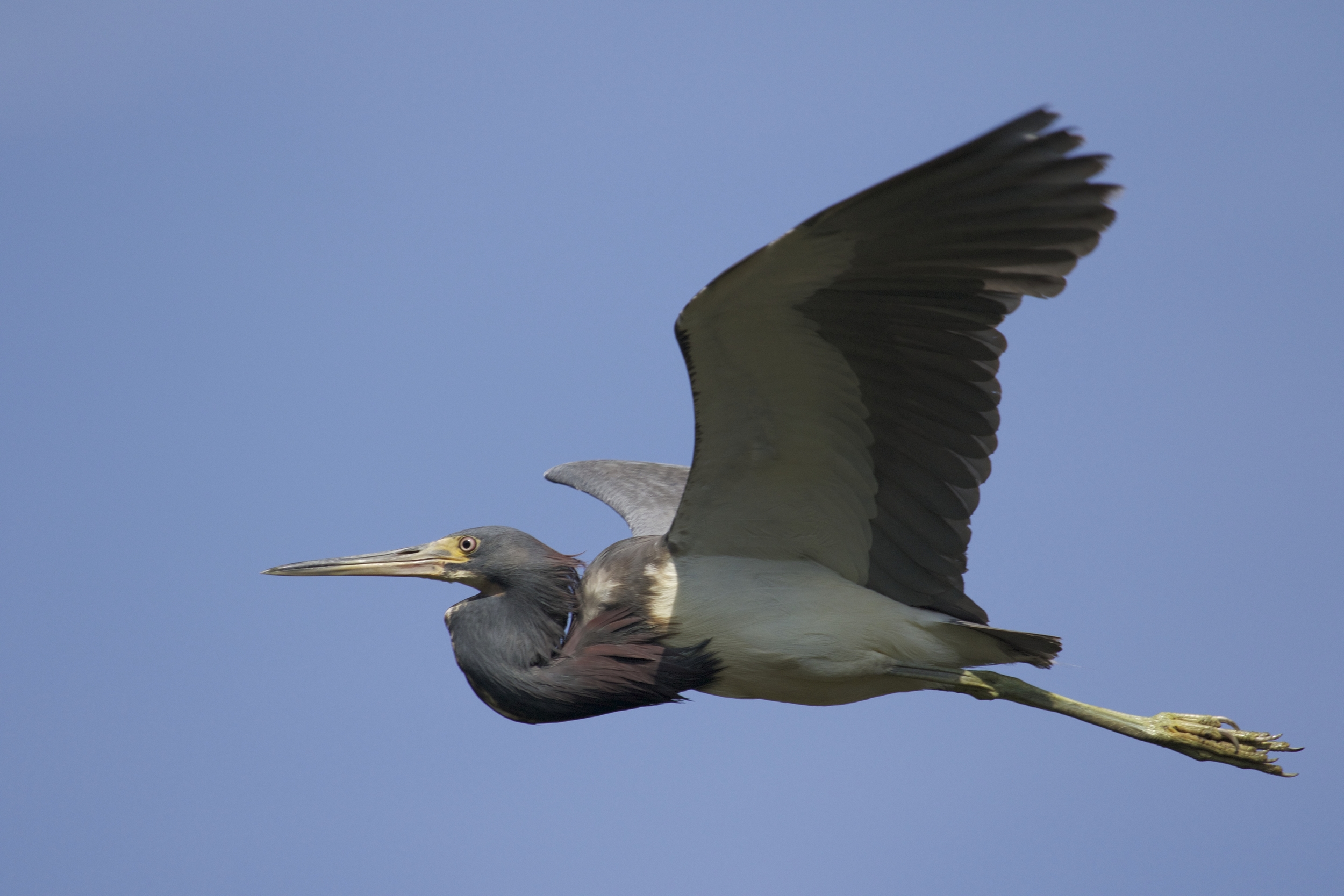 Here comes the adult with more food!