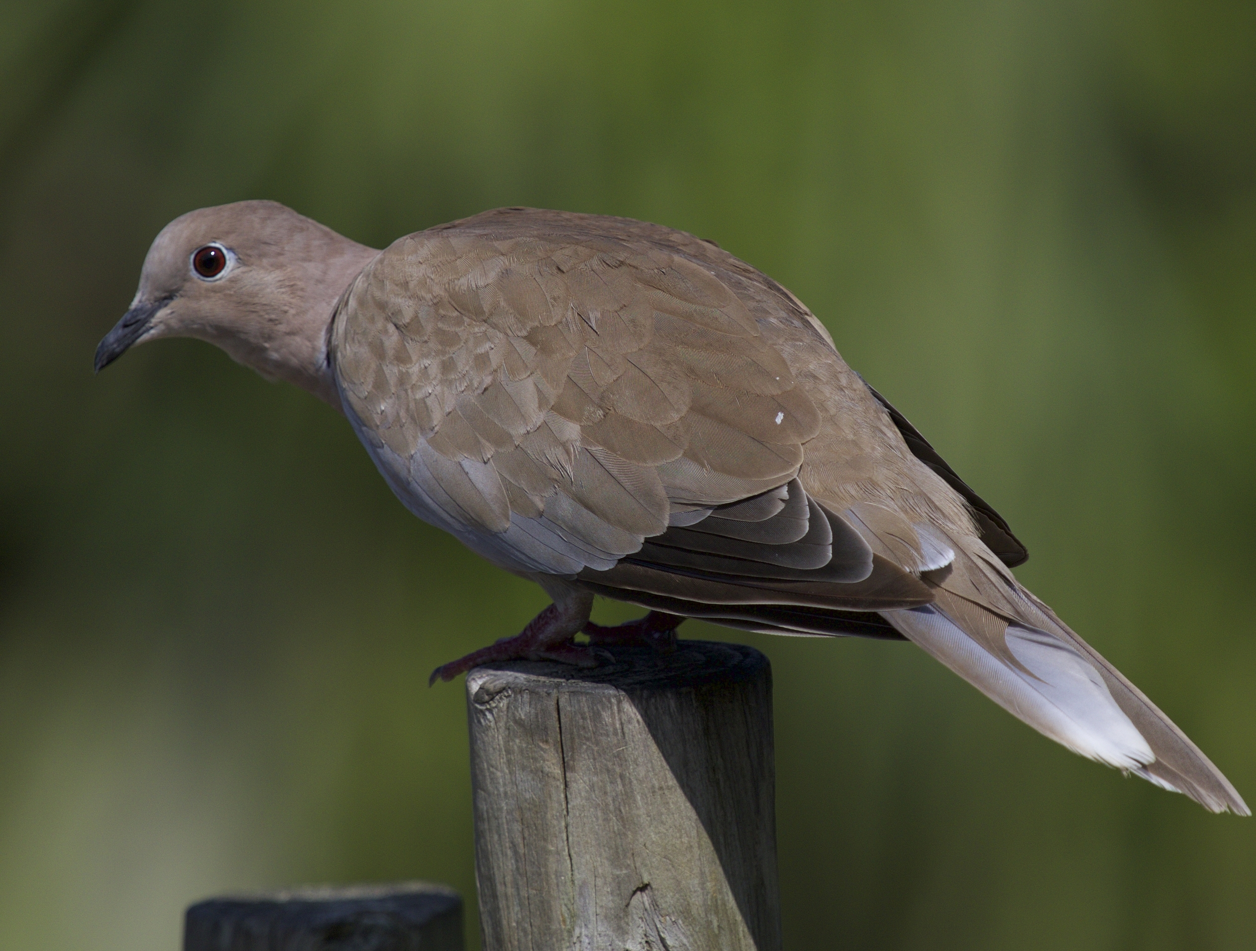 Why can't we all just get along like the peaceful mourning dove..?