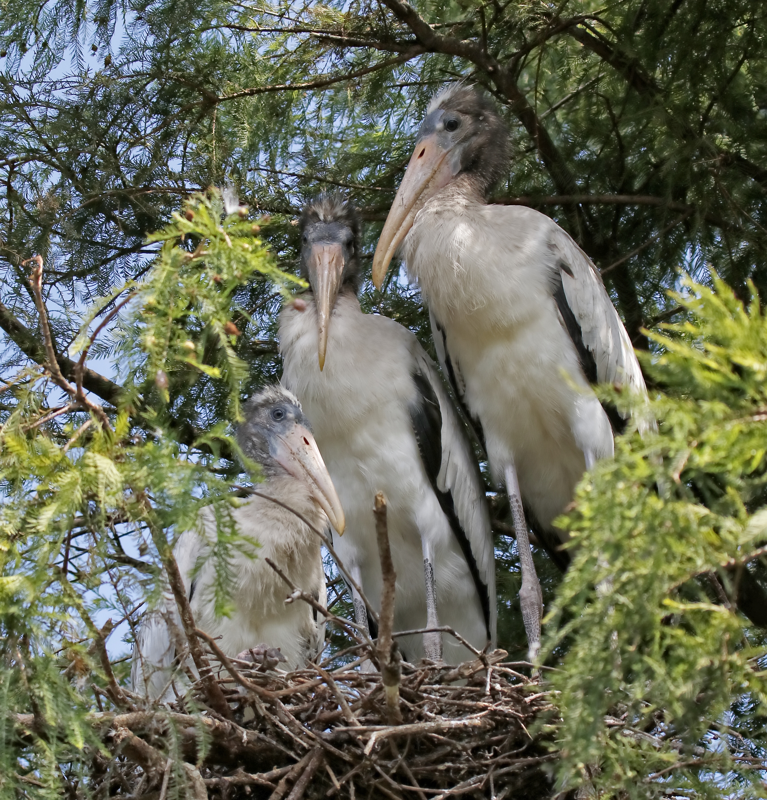 Three young fledgling Wood Storks...they don't fight like the herons..because..right now they are a hairy guy..